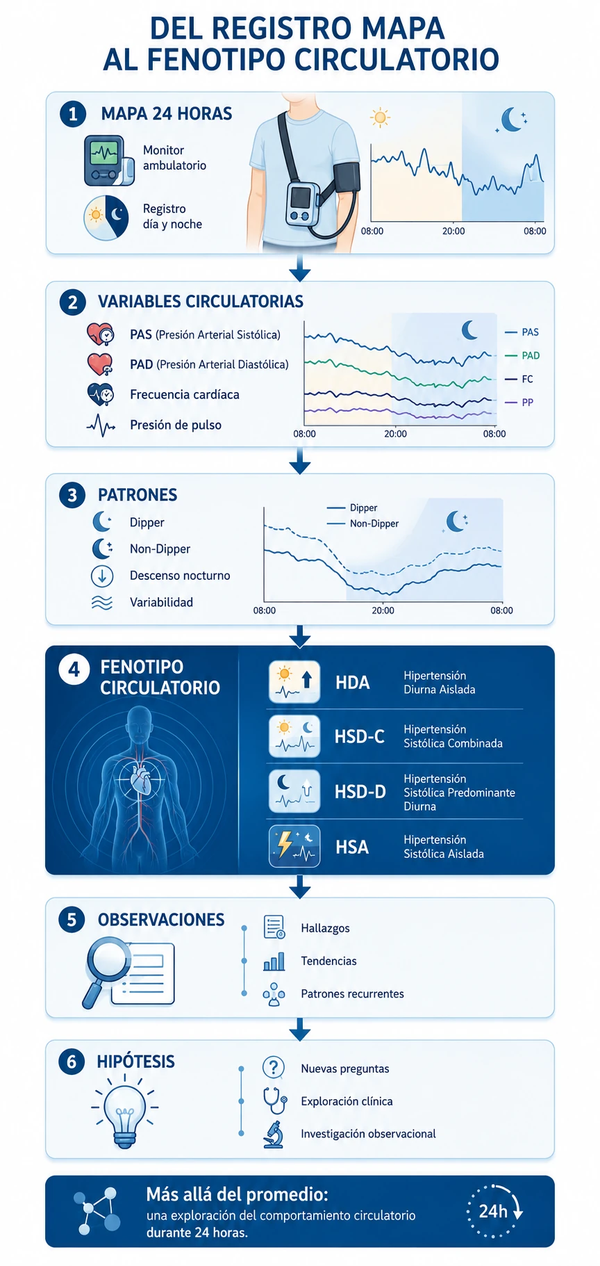 Infografía vertical: del registro MAPA al fenotipo circulatorio
